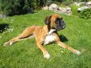 N�meck� boxer