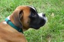 N�meck� boxer