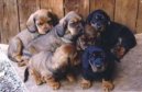 :  > Alpsk� jezev��kovit� brak�� (Alpine Dachsbracke)