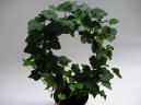:  > B�e�an pop�nav� (Hedera helix)