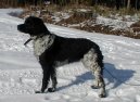 :  > Breta�sk� oha� dlouhosrst� (Brittany Spaniel)
