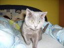 Britsk� kr�tkosrst� ko�ka (colourpoint)