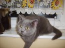 :  > Britsk� kr�tkosrst� ko�ka (colourpoint) (Kitten in the house)