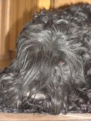 :  > �ern� teri�r (Black Russian Terrier)