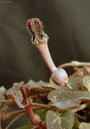 Cerop�gie
