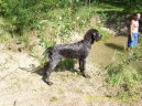 :  > �esk� fousek (Cesky Fousek, Bohmischer Raubart)