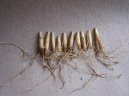 :  > �esnek Medv�d� (Allium ursinum L)