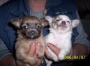 :  > �ivava (Archiv diskuz�) (Chihuahua (Archiv diskuz�))