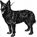 :  > Chorvatsk� ov��k (Croatian Shepherd Dog)