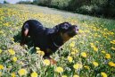 :  > Ch�ze u nohy (v�cvik psa)