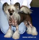 :  > ��nsk� chocholat� pes (Chinese Crested Dog)