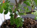 :  > ��nsk� pep� (Caragona spinosa)