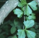 :  > Cisus, �umen (Cissus)