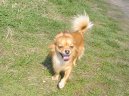 :  > �ivava (Alternativn�) (Chihuahua 2)
