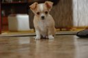 Fotky: �ivava (foto, obrazky)