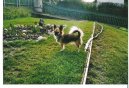 :  > �ivava (Chihuahua)