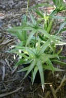 Cyperus, ��chor