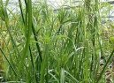 Cyperus, ��chor