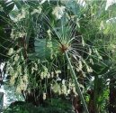 Cyperus, ��chor