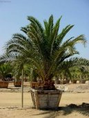 Datlov� palma, finik, datlovn�k
