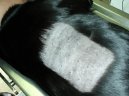 :  > Dermatologie (Veterin�rn� z�kroky)