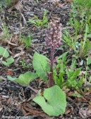 :  > Dev�tsil L�ka�sk� (Petasites hybridus L.)