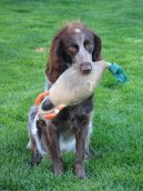 :  > Dlouhosrst� oha� z Pont-Audemer (Pont-Audemer Spaniel)