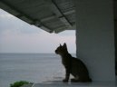 :  > Dovolen� s ko�i�kou, zahrani�� (Travelling)