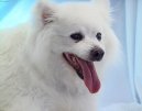 :  > Eskym�ck� lajka (Eskimo Dog)