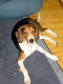 :  > Estonsk� loveck� pes (Estonian Hound)