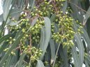 :  > Eukalypt, Blahovi�n�k Kulatoplod� (Eucalyptus globulus)