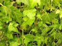 :  > Fatshedera, Prodarvec b�e�anov� (Fatshedera lizei)