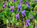 Fialka (violka) Vonn�