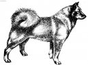 :  > Finsk� �pic (Finnish Spitz, Suomenpystkorva)