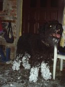 Flandersk� bouvier