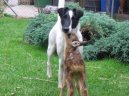 Foxteri�r hladkosrst�
