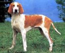 :  > Francouzsk� b�lo-oran�ov� honi� (French White and Orange Hound)