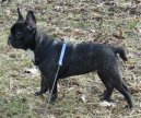 Fotky: Francouzsk� buldo�ek (foto, obrazky)
