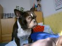 Fotky: Francouzsk� buldo�ek (foto, obrazky)