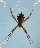 Zem�pis sv�ta:  > Grenada