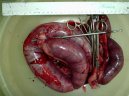 :  > Gynekologie (Psi/Ko�ky) (Veterin�rn� z�kroky)