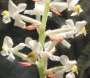 :  > Haemaria (Haemaria discolor)