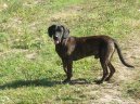 Hannoversk� barv��