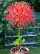 Hemantus, krvokv�t, slon� ucho