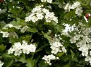 Hloh Obecn�