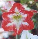 Hv�zdn�k, zornice, amarylis