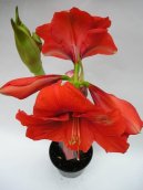 :  > Hv�zdn�k, zornice, amarylis (Hippeastrum)