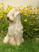 :  > Irsk� jemnosrst� p�eni�n� teri�r (Irish Soft Coated Wheaten Terrier)