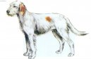 :  > Istrijsk� hrubosrst� honi� (Istrian wire-haired scent hound)