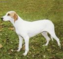 :  > Istrijsk� kr�tkosrst� honi� (Istrian short-haired Hound)